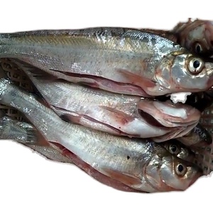 湖北宜昌自家堰塘吃草放养刁子鱼健康鱼非饲料喂养4.5斤三两左右