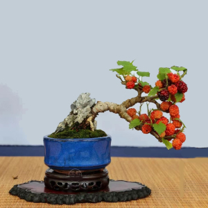 日本姬果桑葚老桩素材小叶桑树盆景阳台好养台湾四季果桑当年挂果