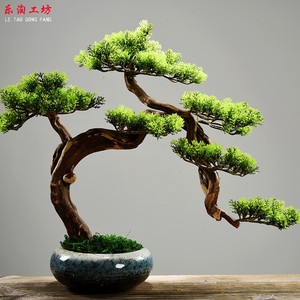 迎客松盆景真树名贵松树盆景植物室内迎客松真树盆摘植物室内客厅