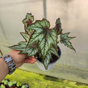 枫叶秋海棠 室内植物绿植盆栽鲜花花卉直批青州花棚自产自销