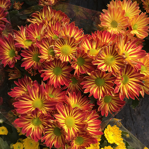 荷兰菊多头菊花盆栽室内阳台庭院花园四季好养花卉雏菊花苗带花苞