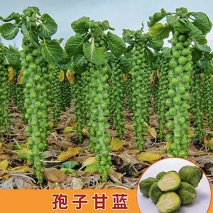 抱子甘蓝种子孢子籽迷你小包菜种四季播阳台盆栽蔬菜种子高产易种