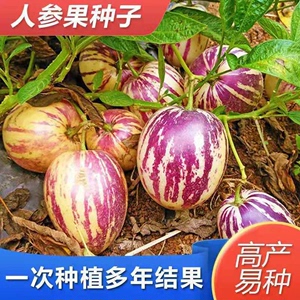 奶香人参果种子四季播种阳台盆栽小院易种植简单夏季开花高产水果