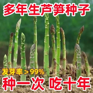 四季芦笋种子耐寒耐热高产多年生春季阳台盆栽家庭小院种植蔬菜籽
