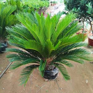 网红盆景室内小叶苏铁e多头小盆景龙缸子母小叶盆景铁树盆栽盆栽