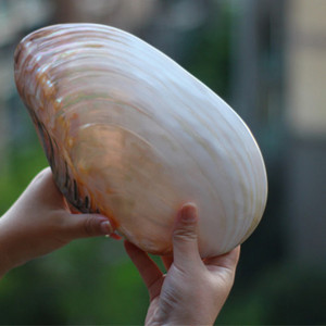 摆件鱼缸水族装饰道具包邮超大天然贝壳海螺 珍珠蚌壳海蚌贝 家居