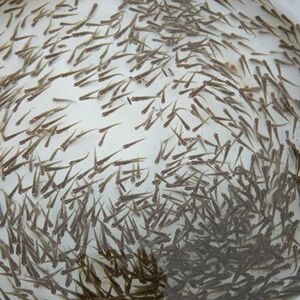 养殖水花鱼苗草鱼苗鲤鱼苗淡水鱼白鲢花鲢鲤鱼青鱼金草鱼鳊鱼活体