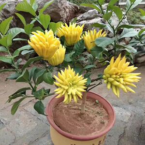 金华红花招财佛手盆栽千指佛手无刺品种花叶佛手柑盆栽室内外盆景