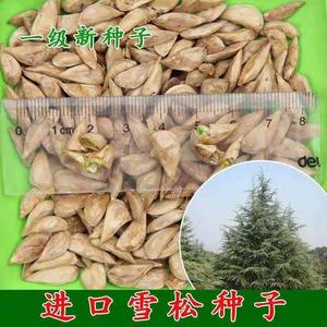 新采雪松黑松油松白皮松罗汉松华山松马尾松云杉金钱松五针松种子