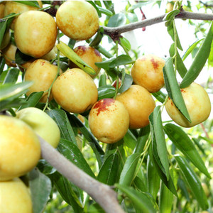 嫁接沾化冬枣果树苗南方北方庭院四季种植当年结果红枣子树苗超甜