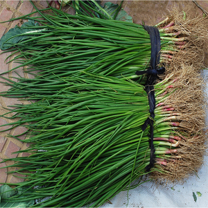 红皮洋葱苗蔬菜苗圆葱葱头秧子庭院新鲜苗栽苗秋冬季种植苗一斤装