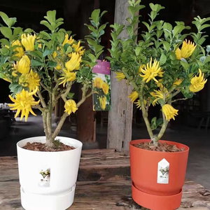 松松0929淘宝锦林佛手盆栽金华佛手带果千指小果盆景花卉阳台绿植