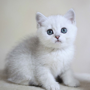 纯种英国白色短毛奶猫银渐层银点猫幼猫活体英短金渐层折耳宠物猫