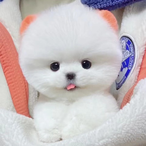 俊介犬纯种博美幼犬长不大茶杯犬家养小型犬网红小白狗活体宠物狗