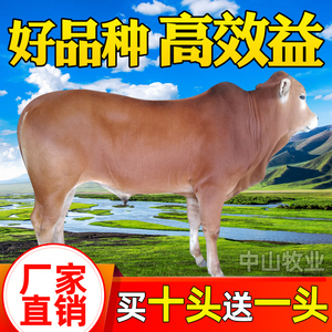 活牛鲁西黄牛犊出售西门塔尔牛仔四川小牛崽肉牛活体母牛养殖技术
