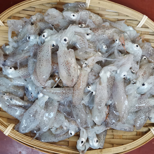 福建海捕活冻灯管小鱿鱼海鲜水产小海兔冷冻小管迷你笔管鱼包邮