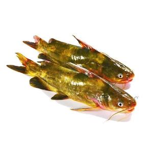 东北嘎牙子鱼淡水鱼嘎鱼黄骨鱼冷冻3斤包邮