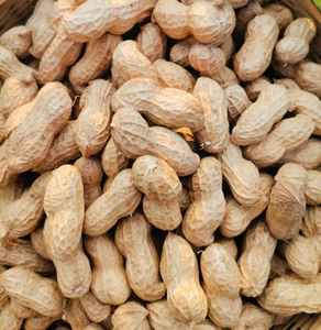 带壳干花生新山东