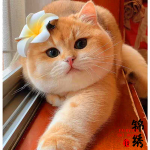 英短金渐层幼崽活体赛级双血统ny11短毛家养cfa认证猫舍宠物猫咪