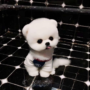 纯种家养犬舍博美犬幼犬活物杯子狗活幼体茶杯犬小狗动物活的宠物