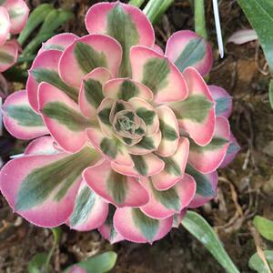 法师锦美杜莎粉女巫欧佳丽美娅墨娅水墨画仙墨粉黛维纳斯朝霞青檬