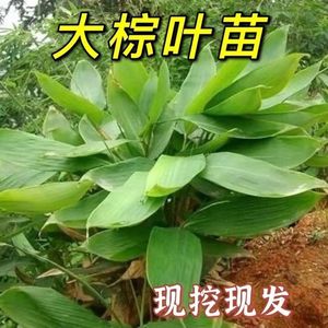 大粽叶苗四季可种植棕叶苗包粽子叶树苗成活率高林下庭院棕树苗