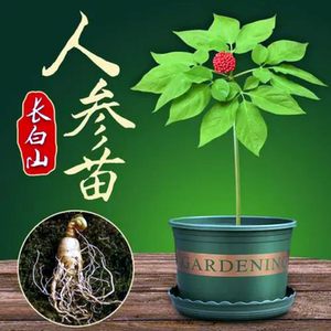 长白山人参苗盆栽东北特产种植正宗带土活新鲜阳台庭院四季种植
