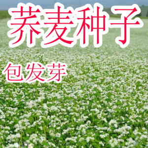 荞麦种子四季易播食用甜苦荞麦三角麦花荞乌麦蜜源植物芽苗菜种籽