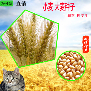 高产小麦种孑大麦种子原种水培土培麦苗麦芽糖榨汁去毛球猫草种籽