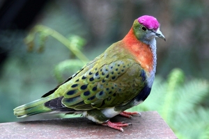 印度果鸠种蛋受精蛋观赏鸟鸽宠物花鸽七彩鸠新果鸠蛋可孵化小鸠苗