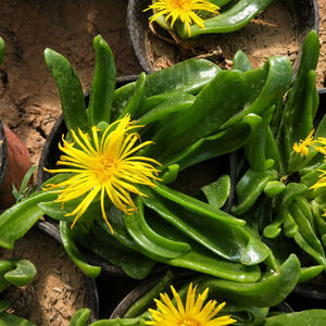 佛手掌盆栽花苗四季种室外花卉植物易活托金佛手多肉植物绿植常青
