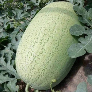 新红宝西瓜种籽特大早熟四季抗病绿超大甜懒汉西瓜孑巨型西瓜种子