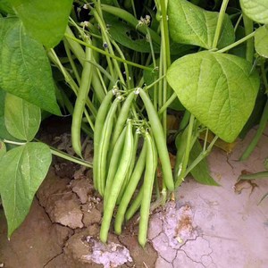 无架地豆角种子青豆菜豆四季豆籽早熟肉厚春夏秋四季农家蔬菜种孑