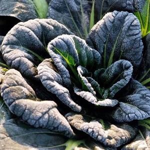 寒明星越冬黑菜种子耐旱冬性好青菜种籽油菜泡泡菜小白菜易种蔬菜