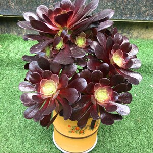大盆多肉植物高级精品大株大颗法师红覆轮黑金刚黑铜壶超大缀化