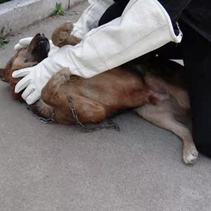 捕狗网动物狗套捕捉器大型保定器逮捉流浪犬抓捕网加厚手套抓兔子