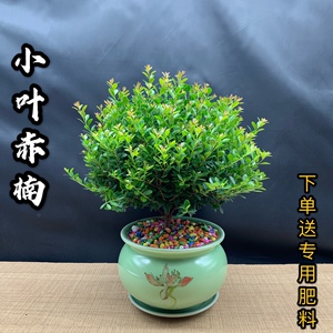 小叶赤楠盆景盆栽金丝楠木微型迷你植物茶几窗台阳台四季常青绿植