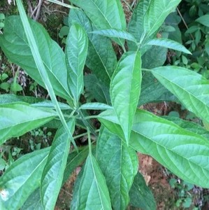 鲜青蓼-淘宝拼多多热销鲜青蓼货源拿货 - 阿里巴巴货源