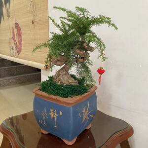 澳洲杉盆景室内好养树桩花卉桌面盆栽绿植办公室造型松树微型造型