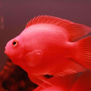 血鹦鹉财神鹦鹉鱼活体观赏鱼红白鹦鹉鱼梅花鹦鹉鱼风水鱼缅甸可发