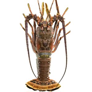 古巴龙冻-淘宝拼多多热销古巴龙冻货源拿货 - 阿里巴巴货源