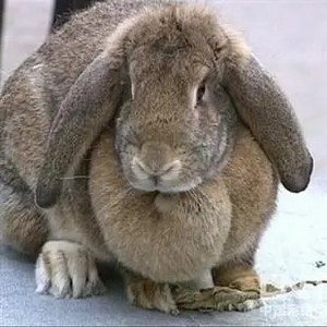 公羊兔活体兔子大型公羊兔纯种公羊兔白色公羊兔公羊兔幼兔怀孕兔