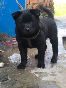 纯种中华田园犬广西土猎犬大头虎斑打猎犬活体幼犬土狗串串狗包活