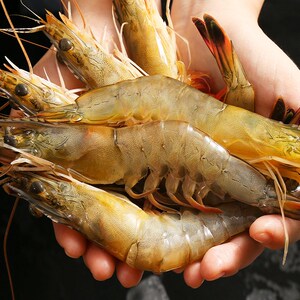 青岛海捕大虾超大海鲜水产新鲜对虾鲜活冷冻鲜虾海虾14cm年货