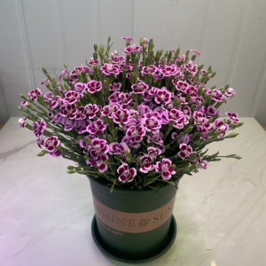 进口奥斯卡石竹初吻盆栽花带花室内阳台办公室四季好养花卉绿植