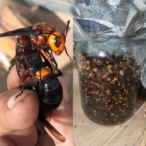广西野生虎头蜂黑尾红娘大胡蜂大马蜂地龙蜂泡酒材料200只包邮
