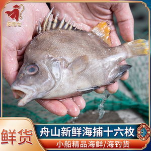 舟山海钓十六枚鱼16枚冰鲜发货海鲜水产鲜货