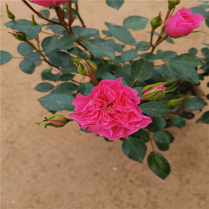 感激之心丹麦进口新品种灌木月季切花欧月盆栽地栽大苗小苗易养活