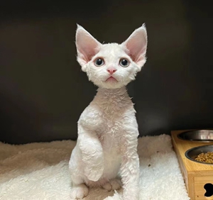 德文卷毛猫幼猫不掉毛猫北京猫舍黄蓝眼宠物猫纯种血统短毛猫活体