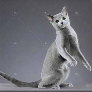 500人付款淘宝白俄罗斯进口原版 蓝猫bluecat